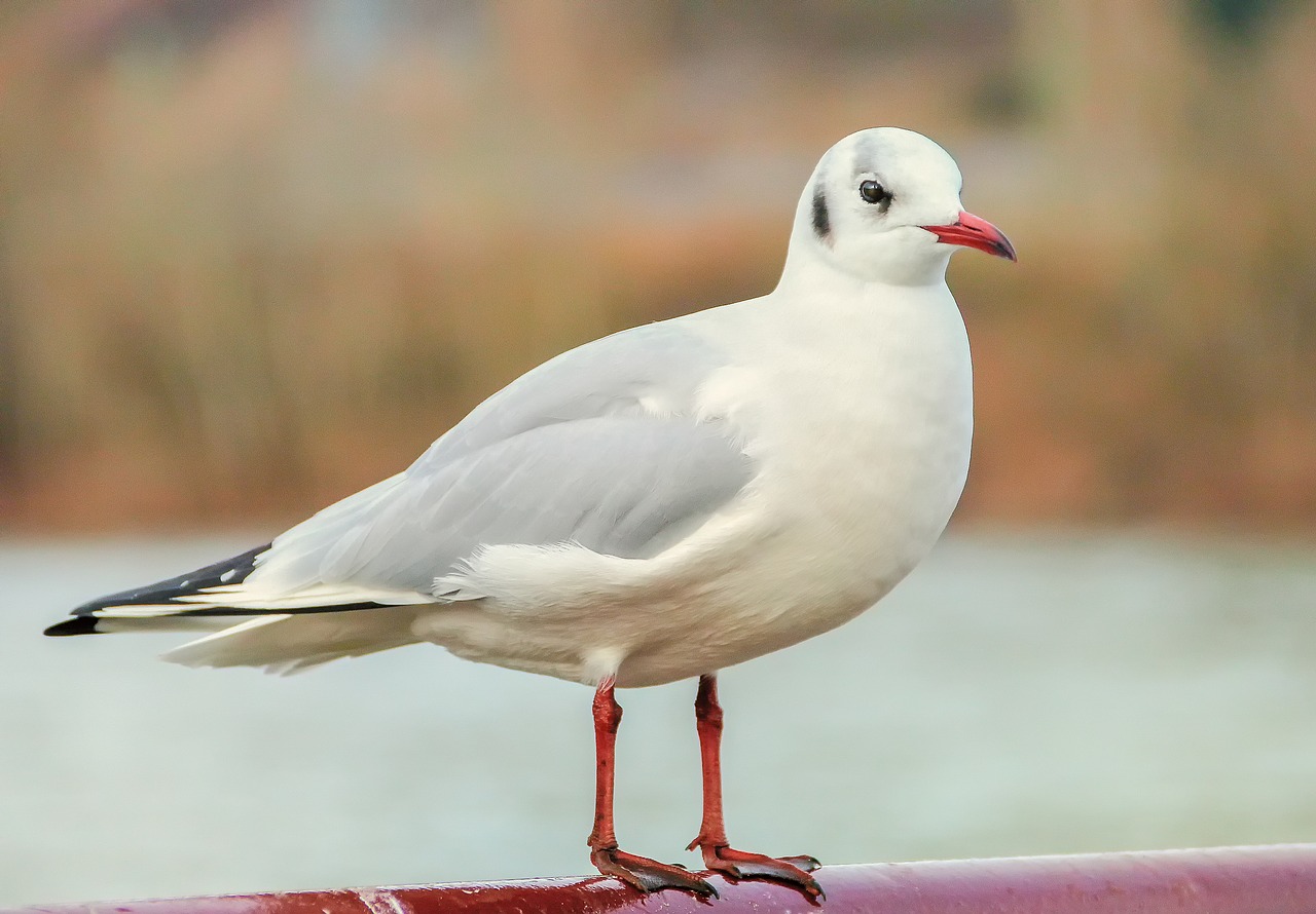 bird gull river free photo