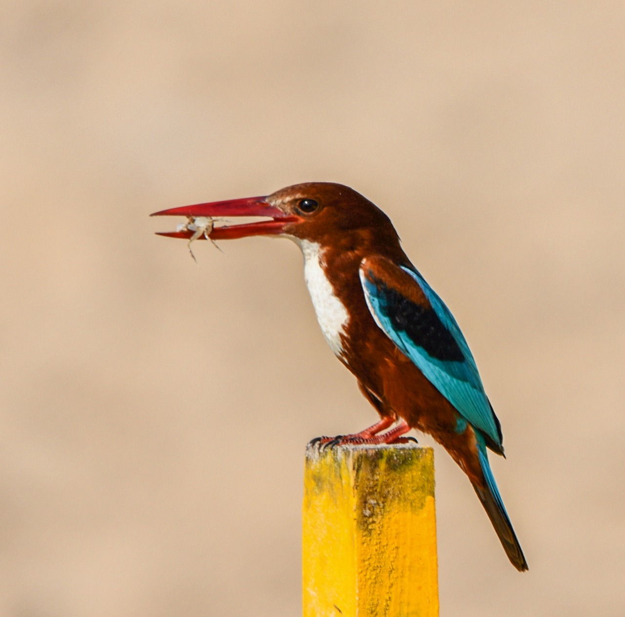 bird wildlife nature free photo