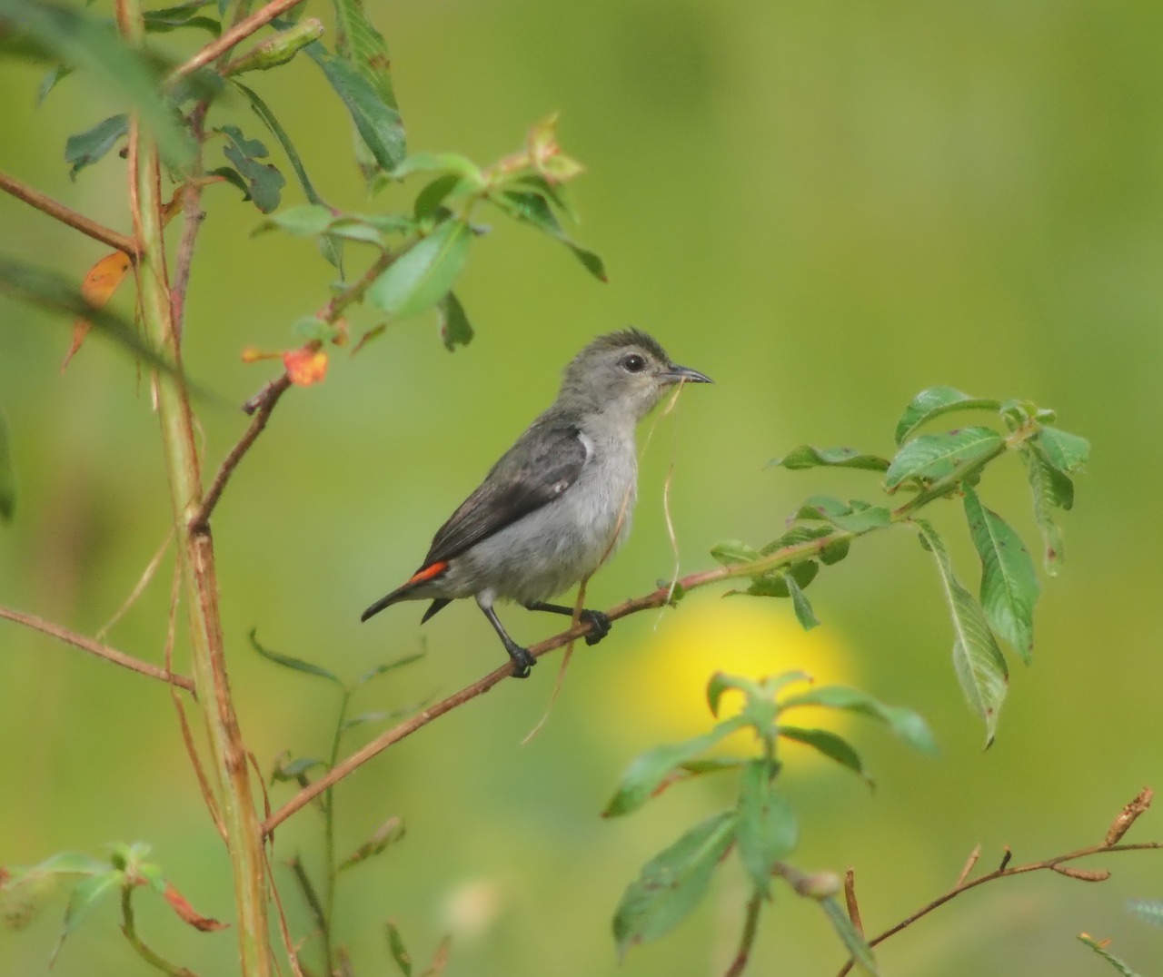 bird wildlife nature free photo