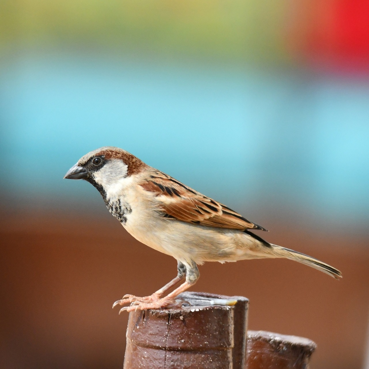 bird sparrow wildlife free photo