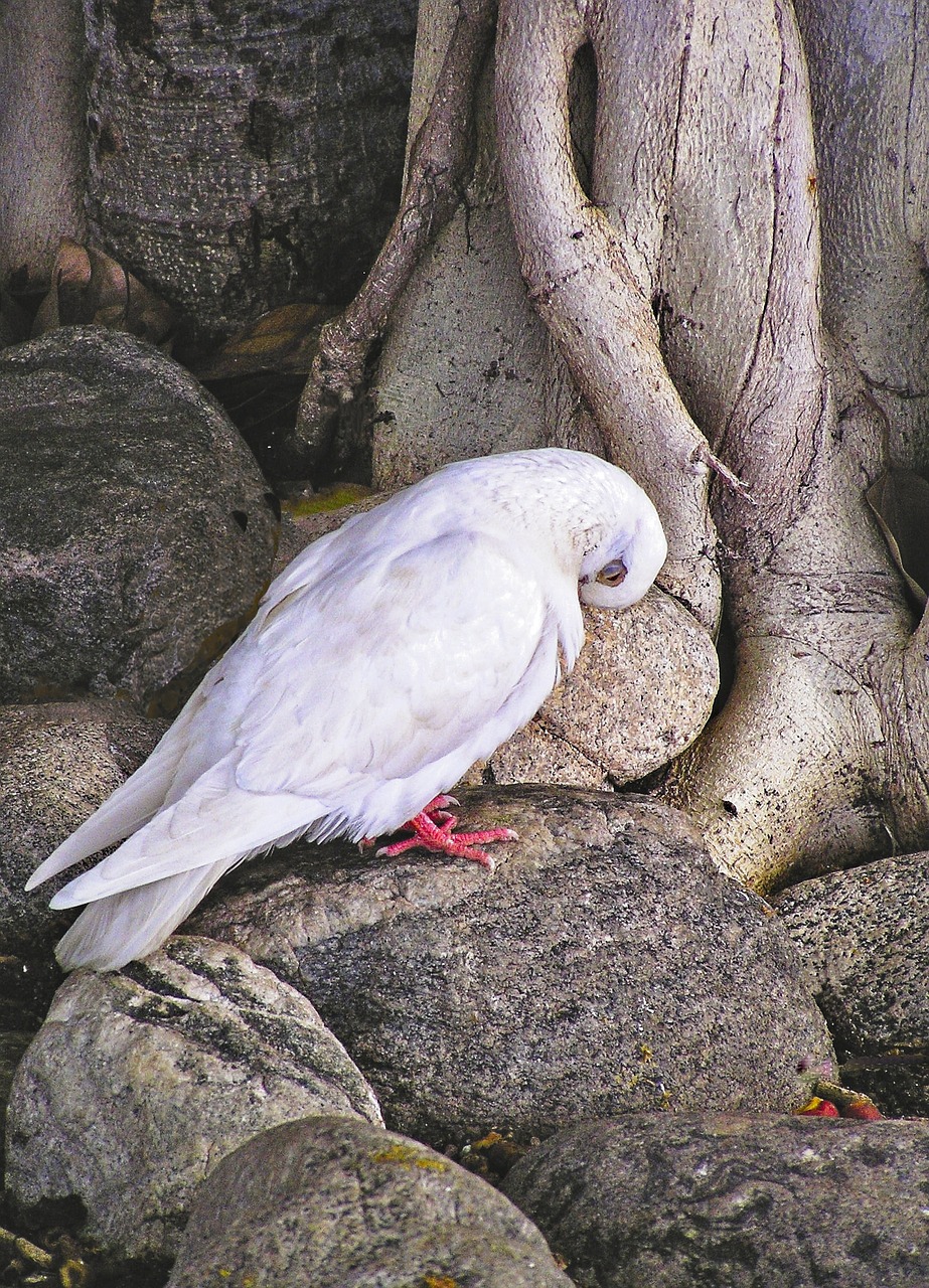 bird dove banyan free photo