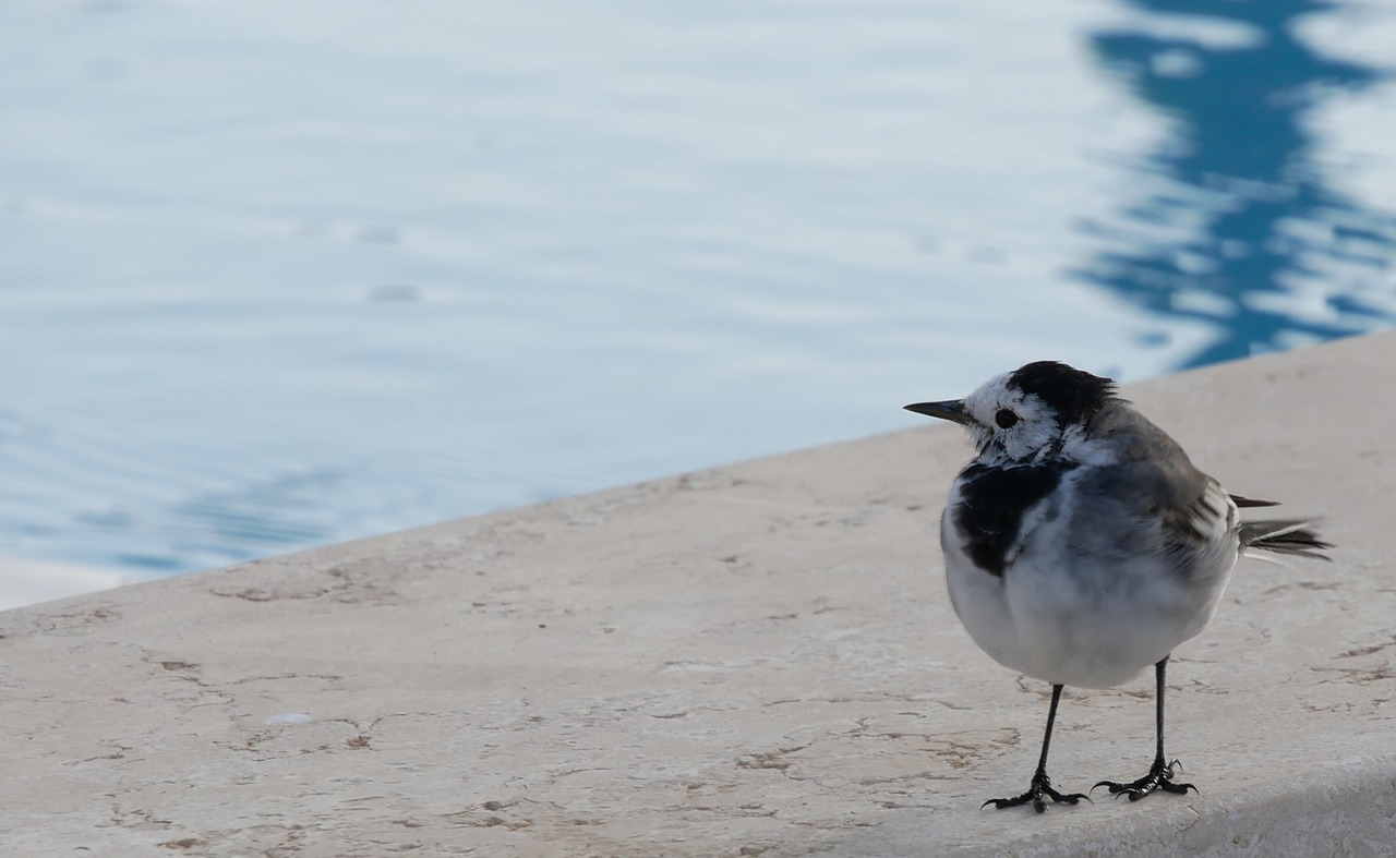 bird nature beach free photo