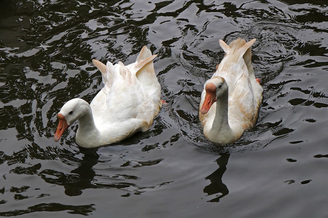 bird water duck free photo