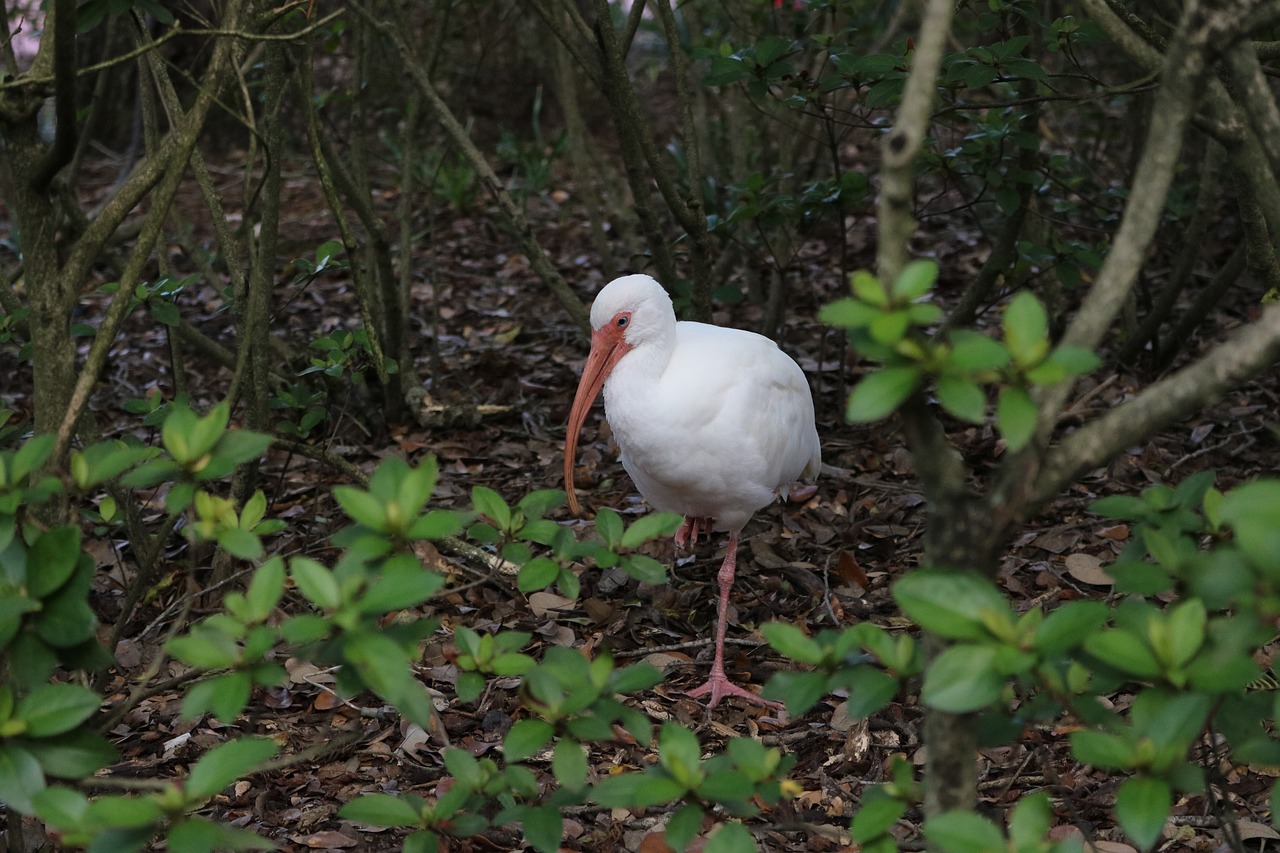 bird nature wildlife free photo