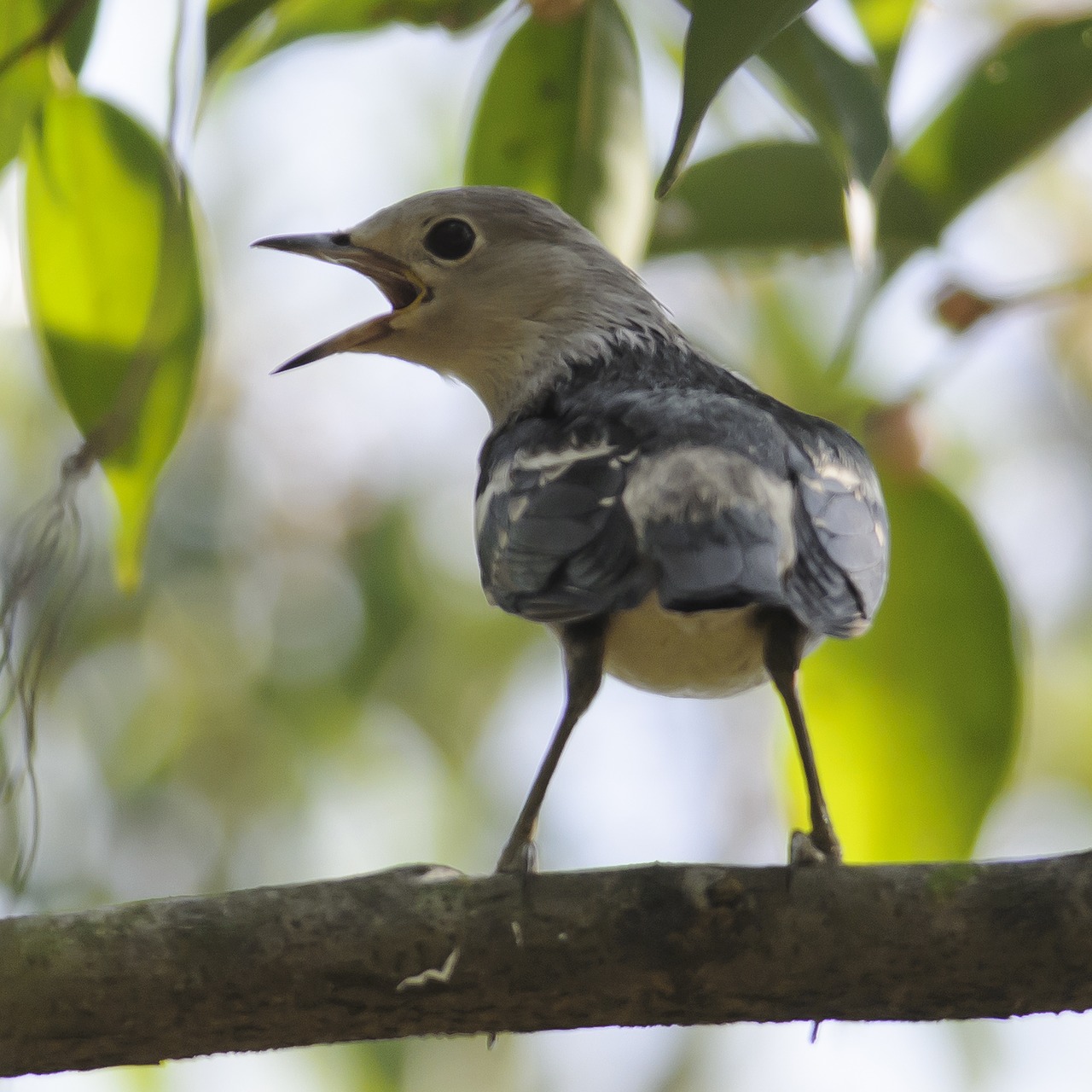 bird wildlife animal free photo