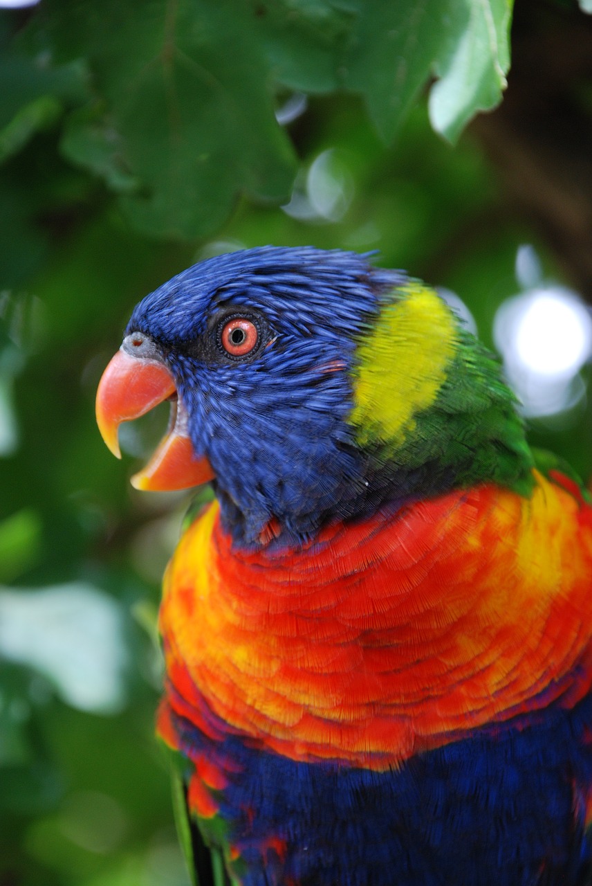 bird parrot nature free photo