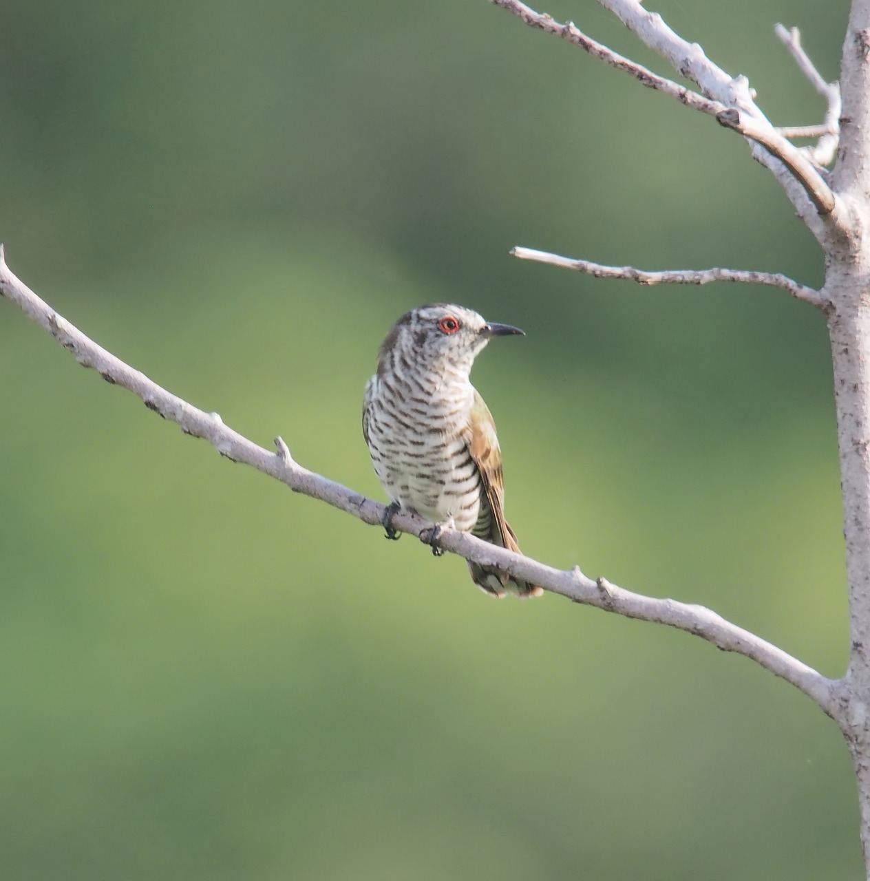 bird wildlife tree free photo