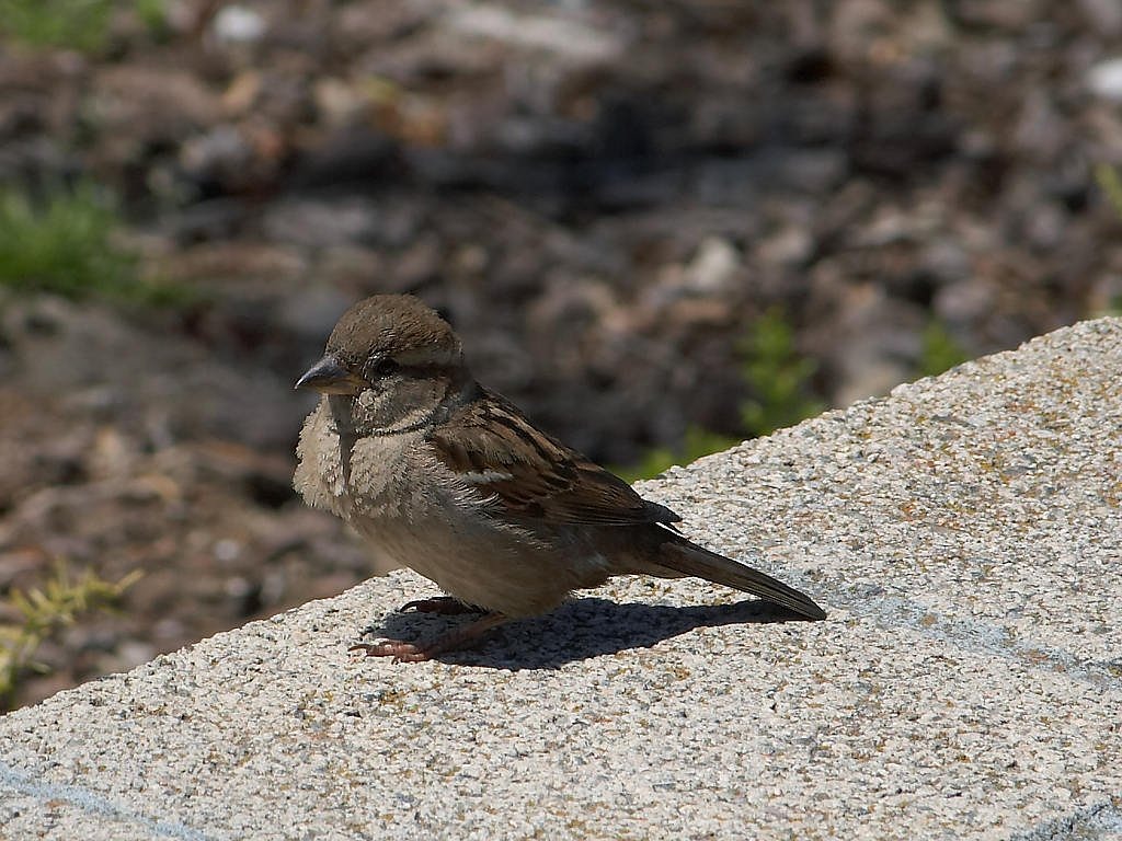 bird sparrow close free photo