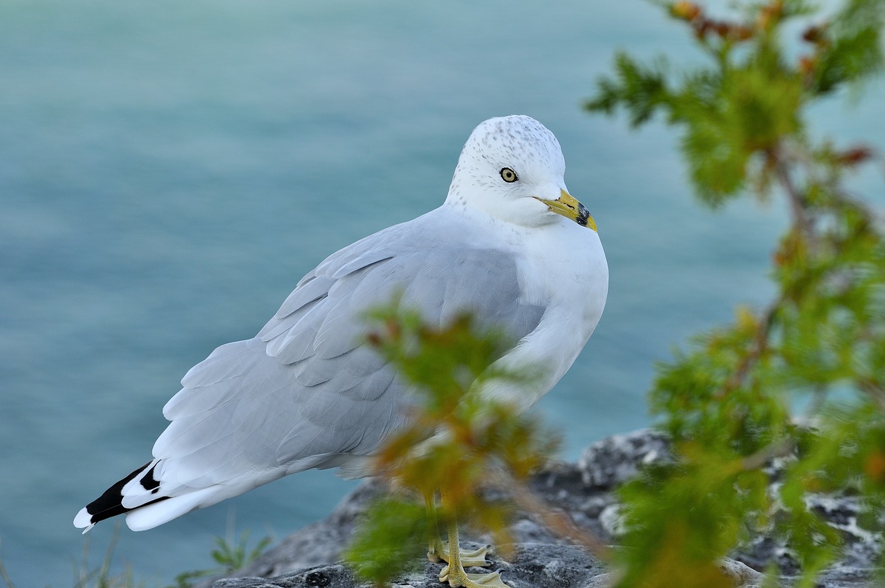 bird nature wildlife free photo