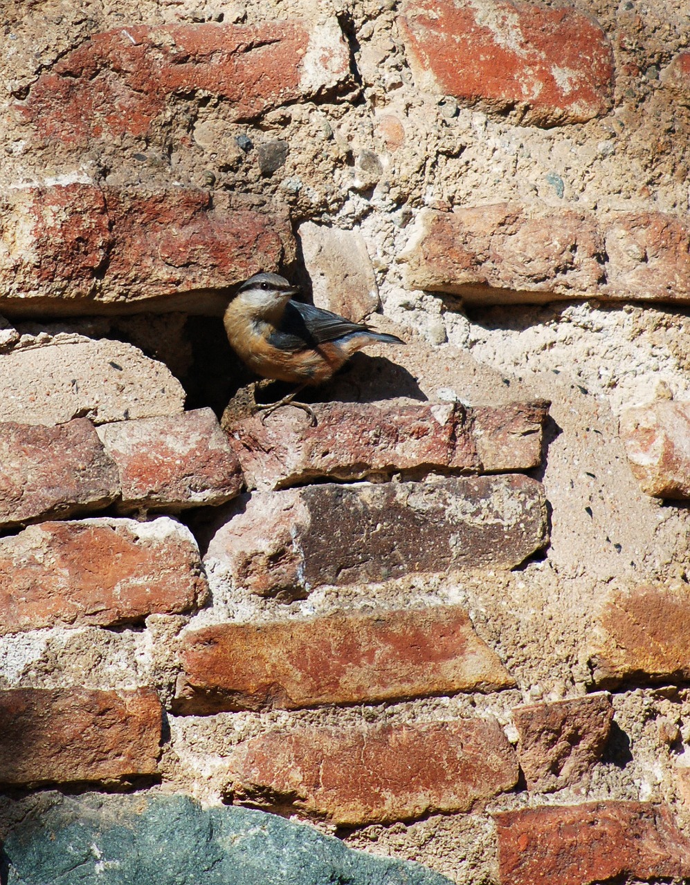 bird bricks mortar free photo
