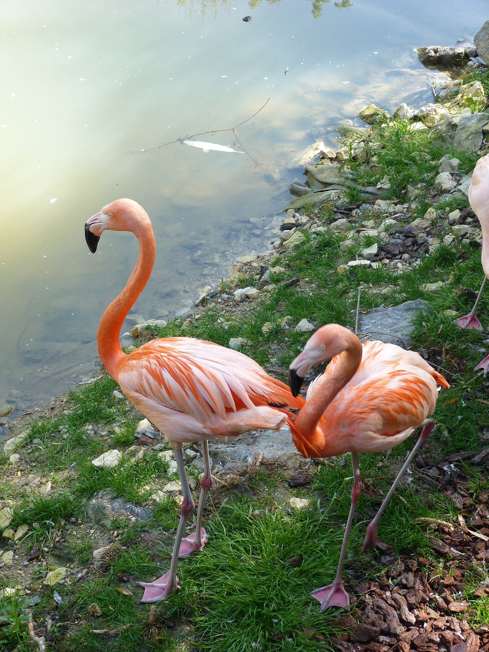 bird nature pen free photo