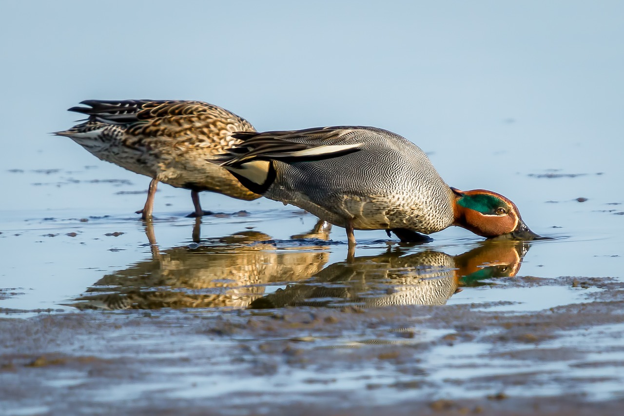 bird wildlife nature free photo