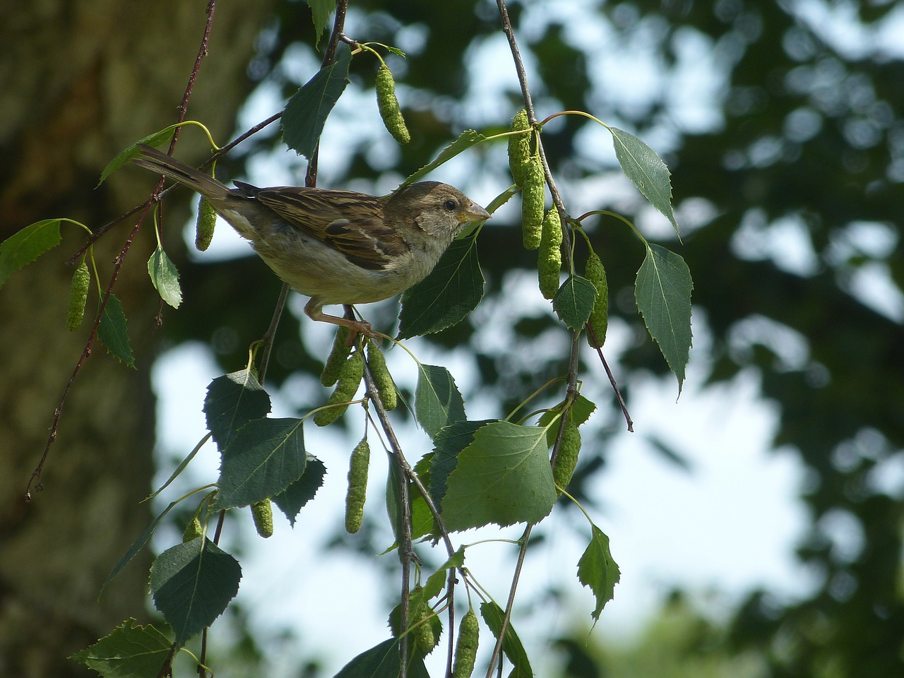 bird sparrow house sperrling free photo