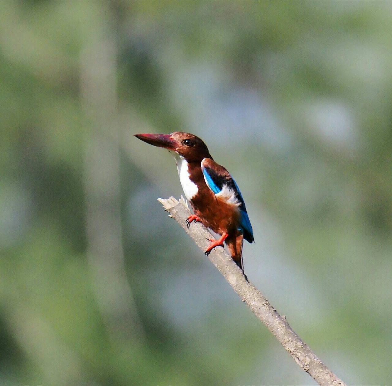 bird wildlife nature free photo