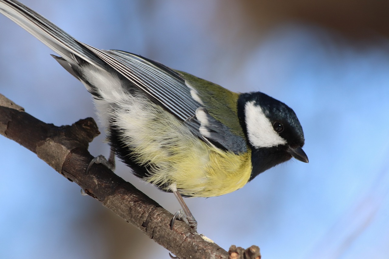 bird living nature outdoors free photo