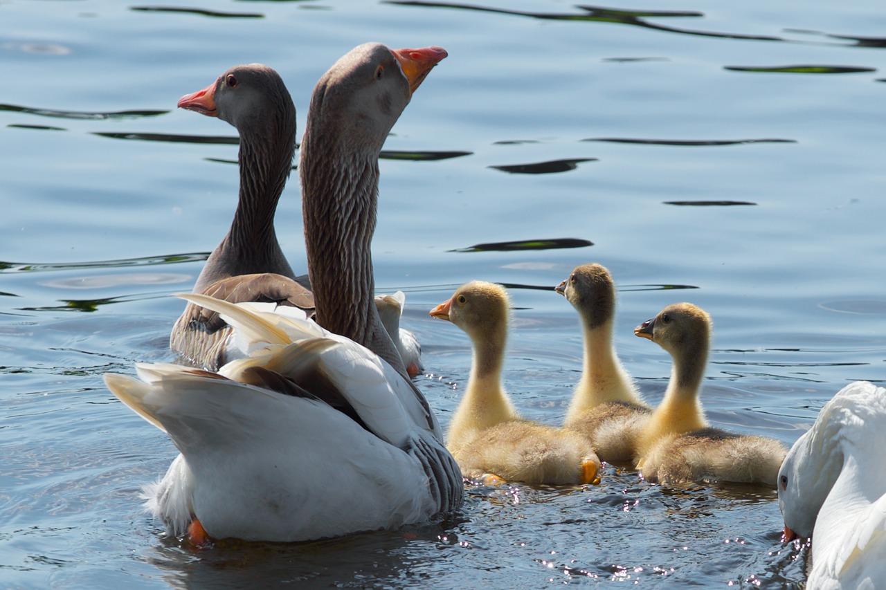 bird wildlife water free photo