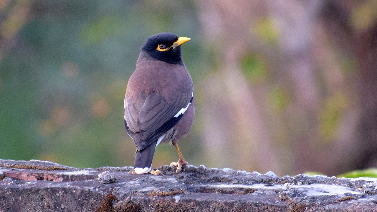 bird wildlife nature free photo