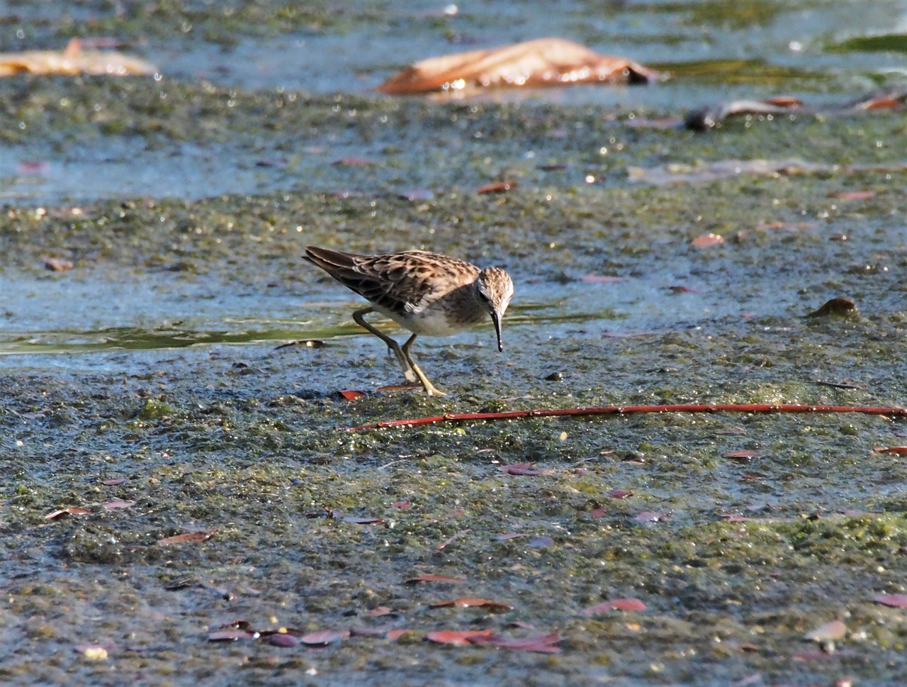 bird water wildlife free photo