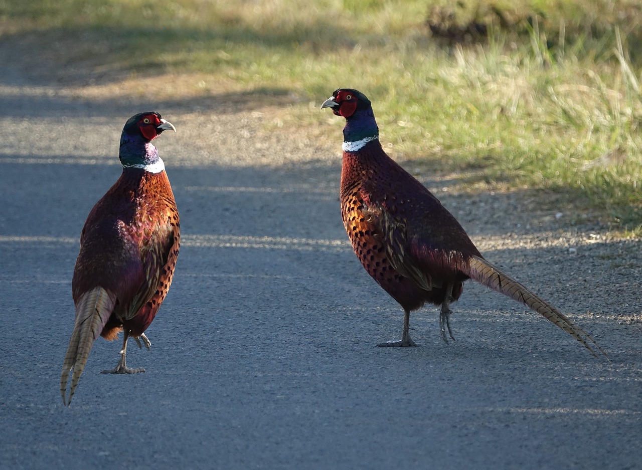 bird roosters pheasants wild freedom free photo