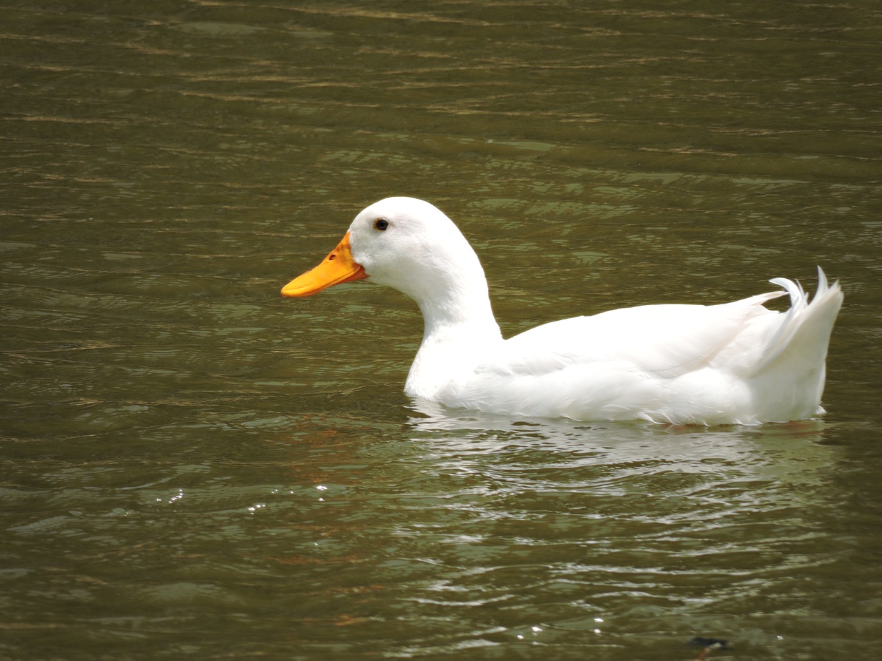 bird water duck free photo