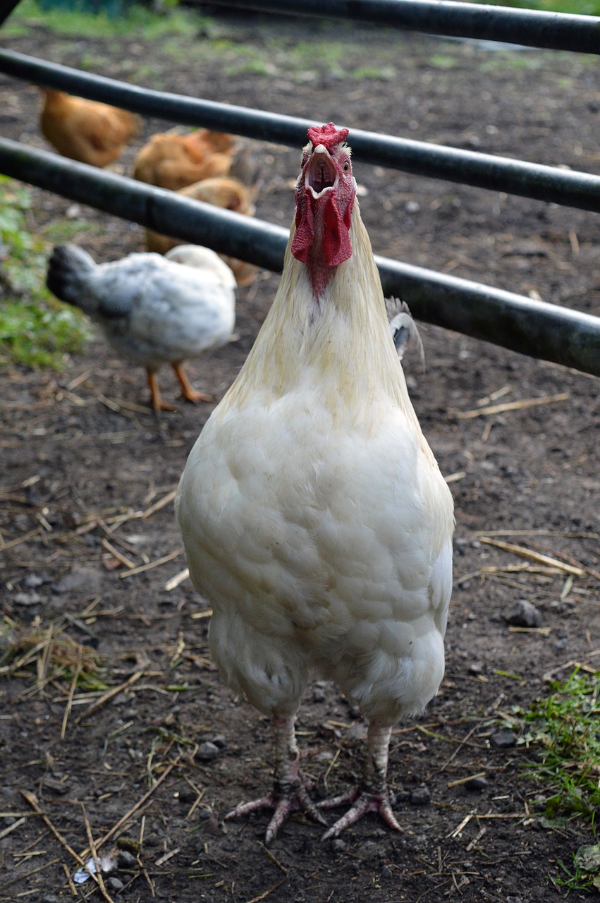 bird poultry farm free photo