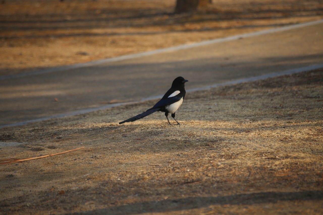 bird nature outdoors free photo