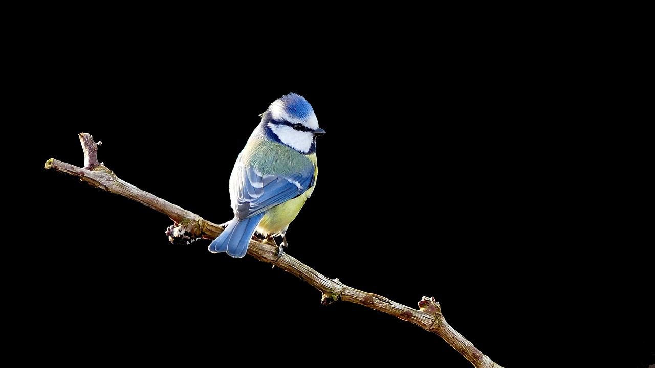 bird blue tit tit free photo