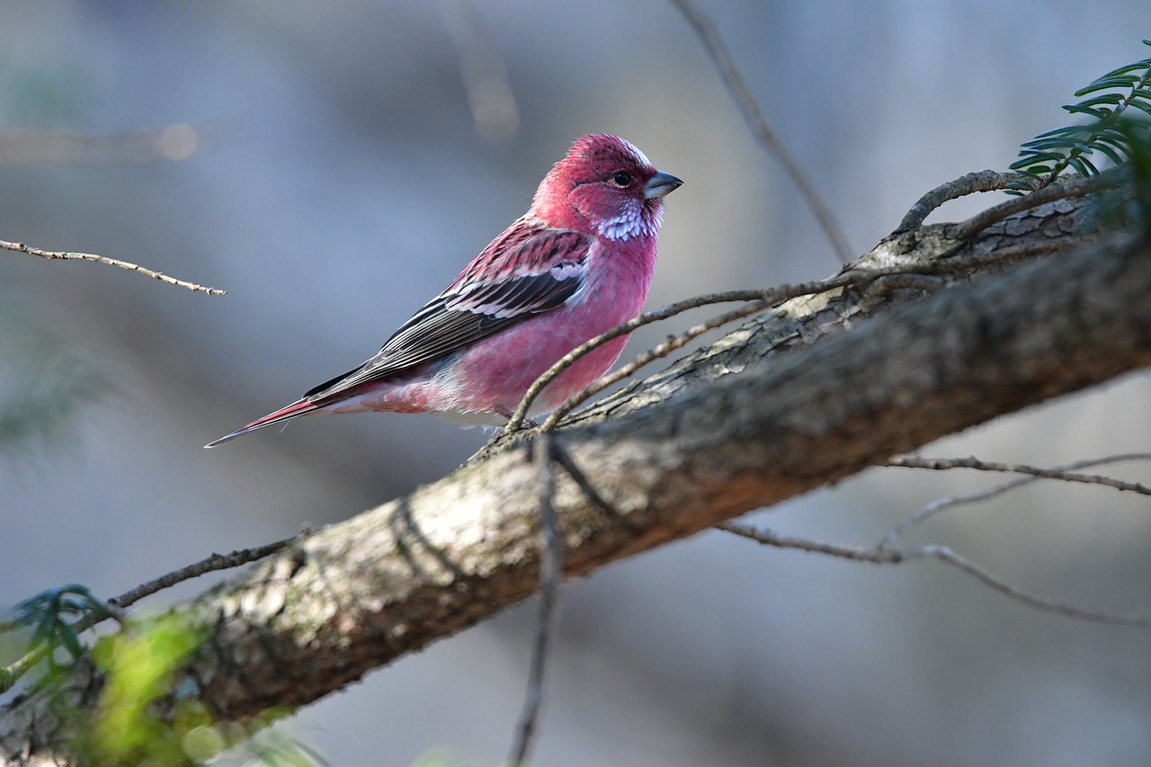 bird natural outdoors free photo