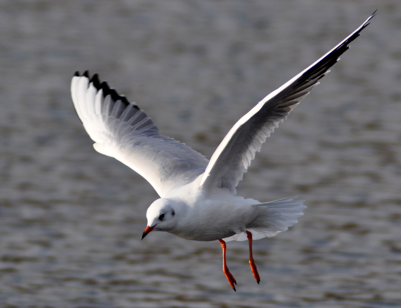 bird wild world seagull free photo