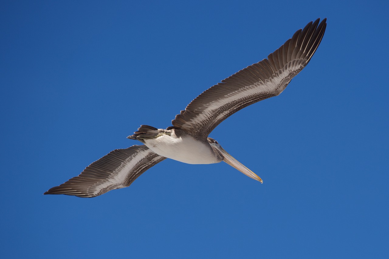 bird wildlife nature free photo