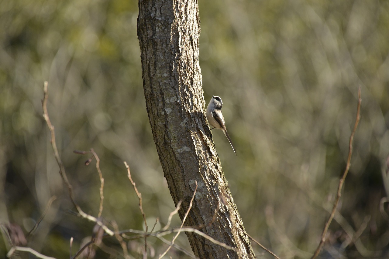 bird wild animals natural free photo