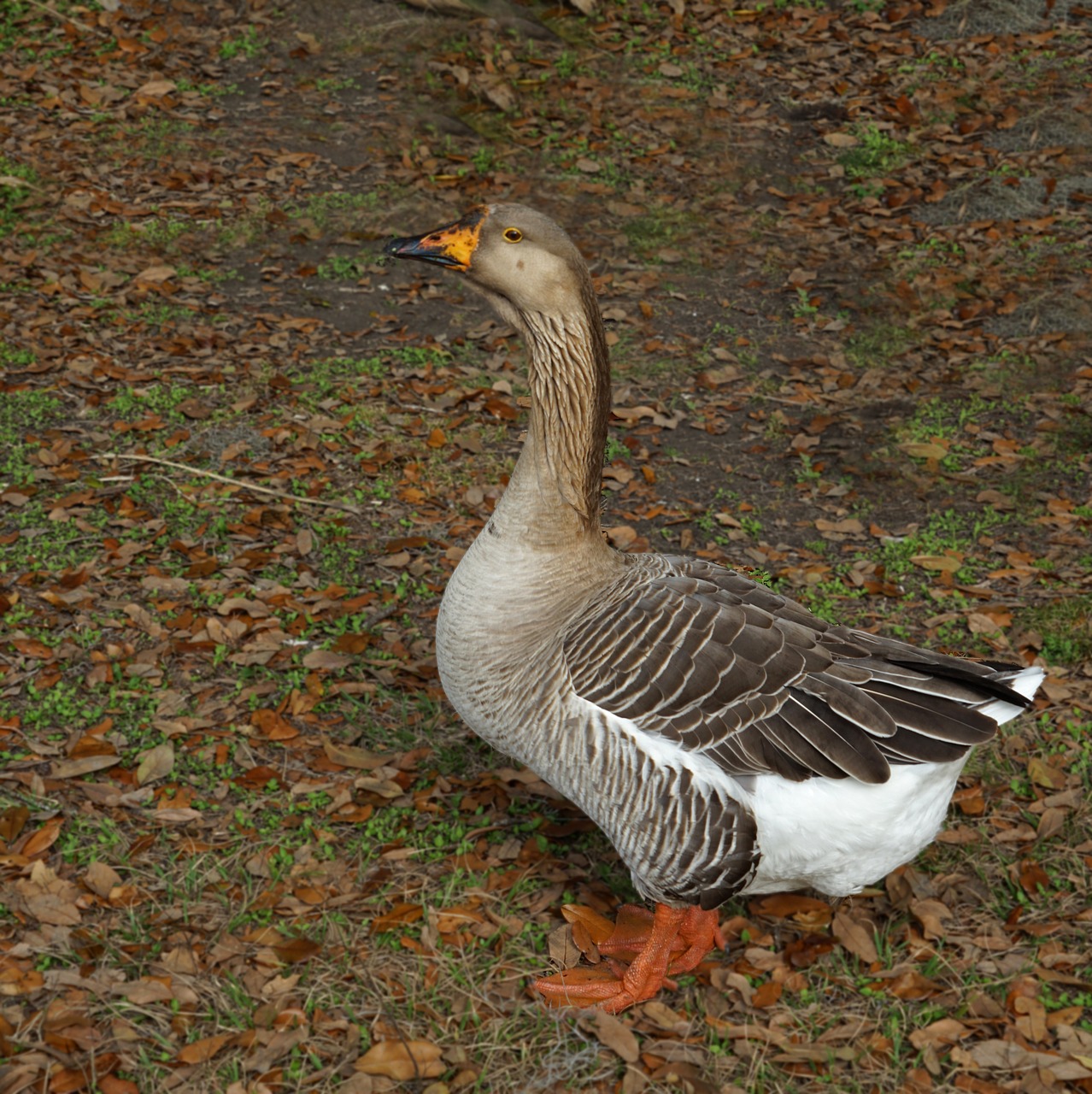 bird nature feather free photo