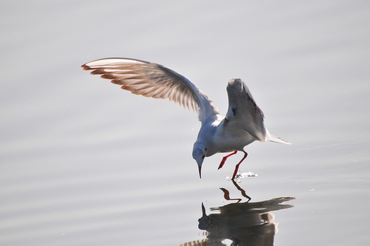 bird wild animals sea gull free photo