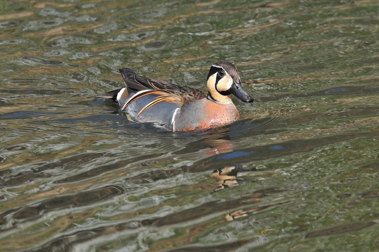 bird natural duck free photo