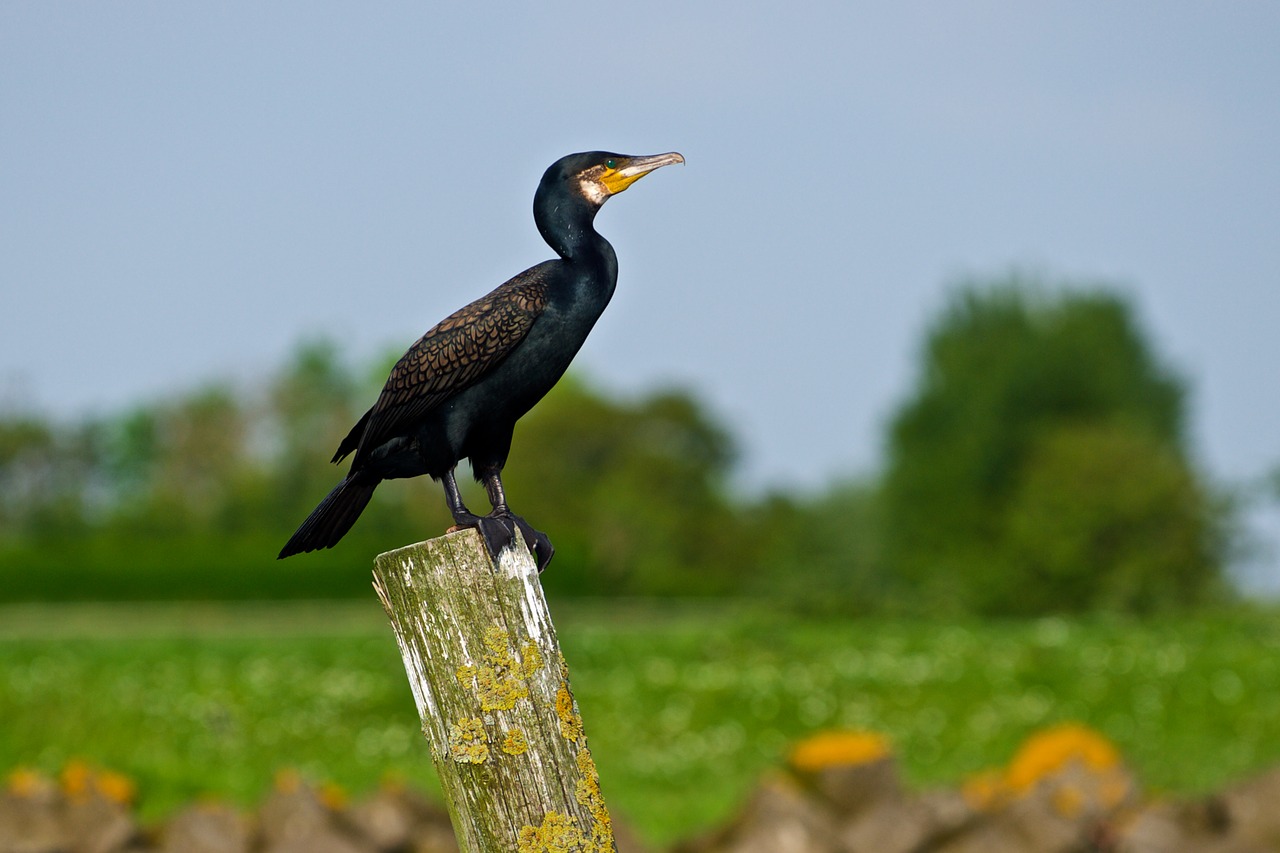 bird wildlife nature free photo