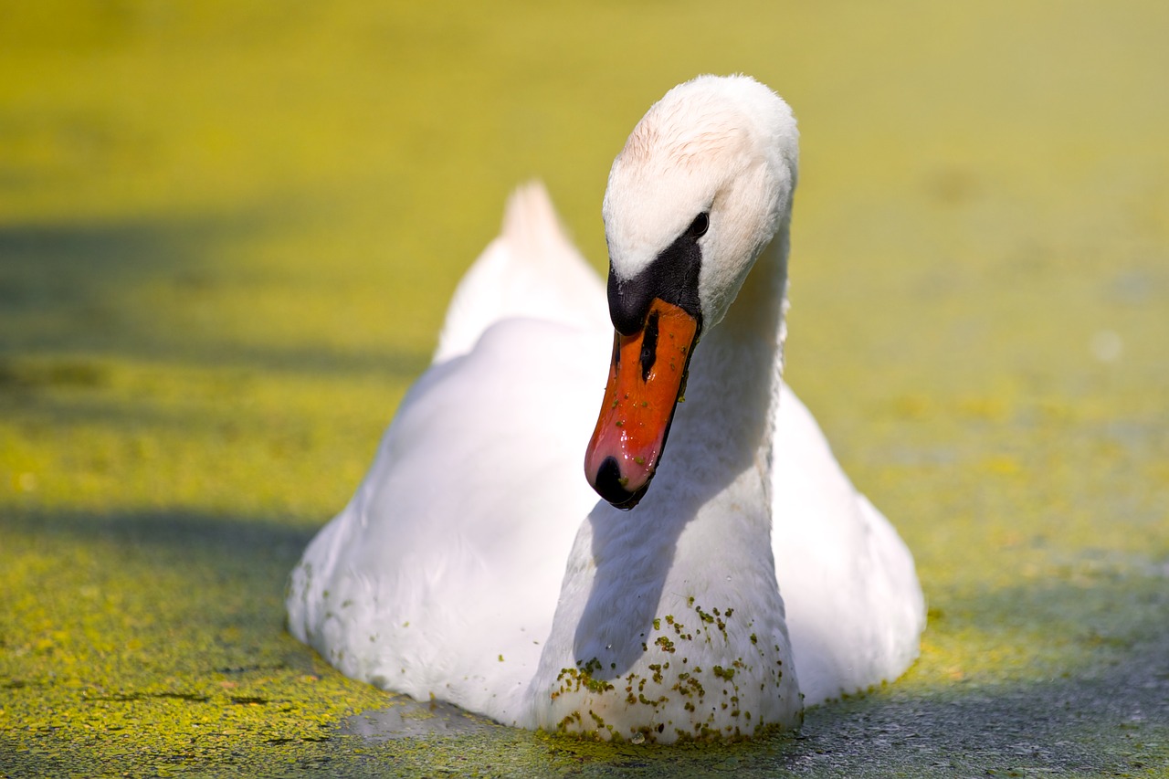 bird nature water free photo