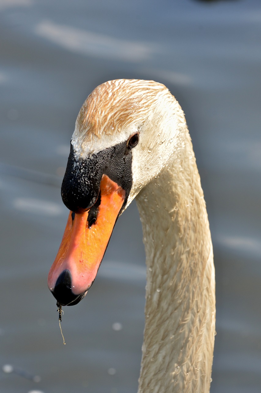 bird swan water free photo