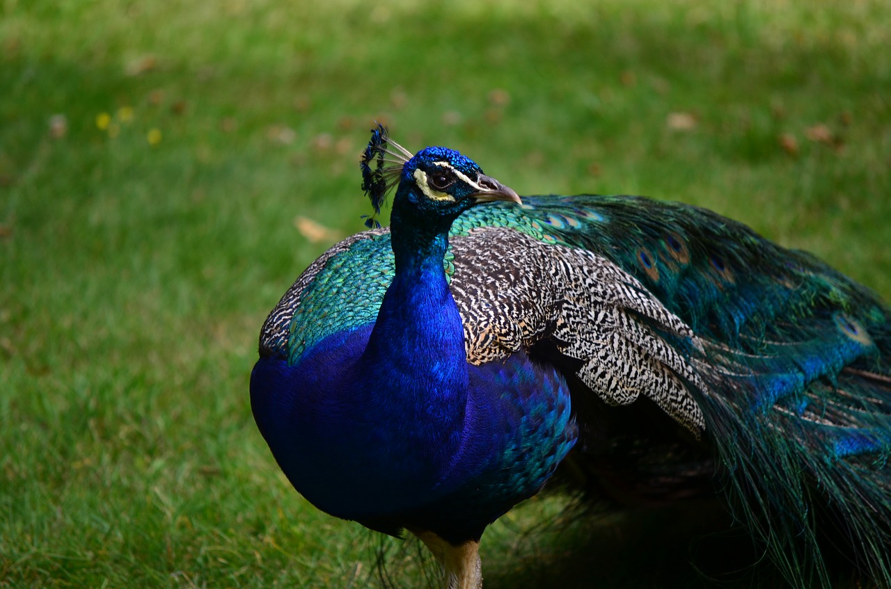 bird feather peacock free photo