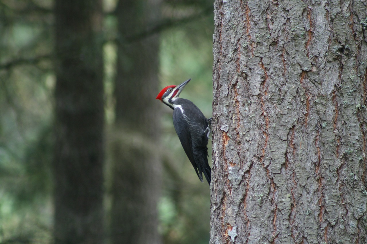 bird tree nature free photo