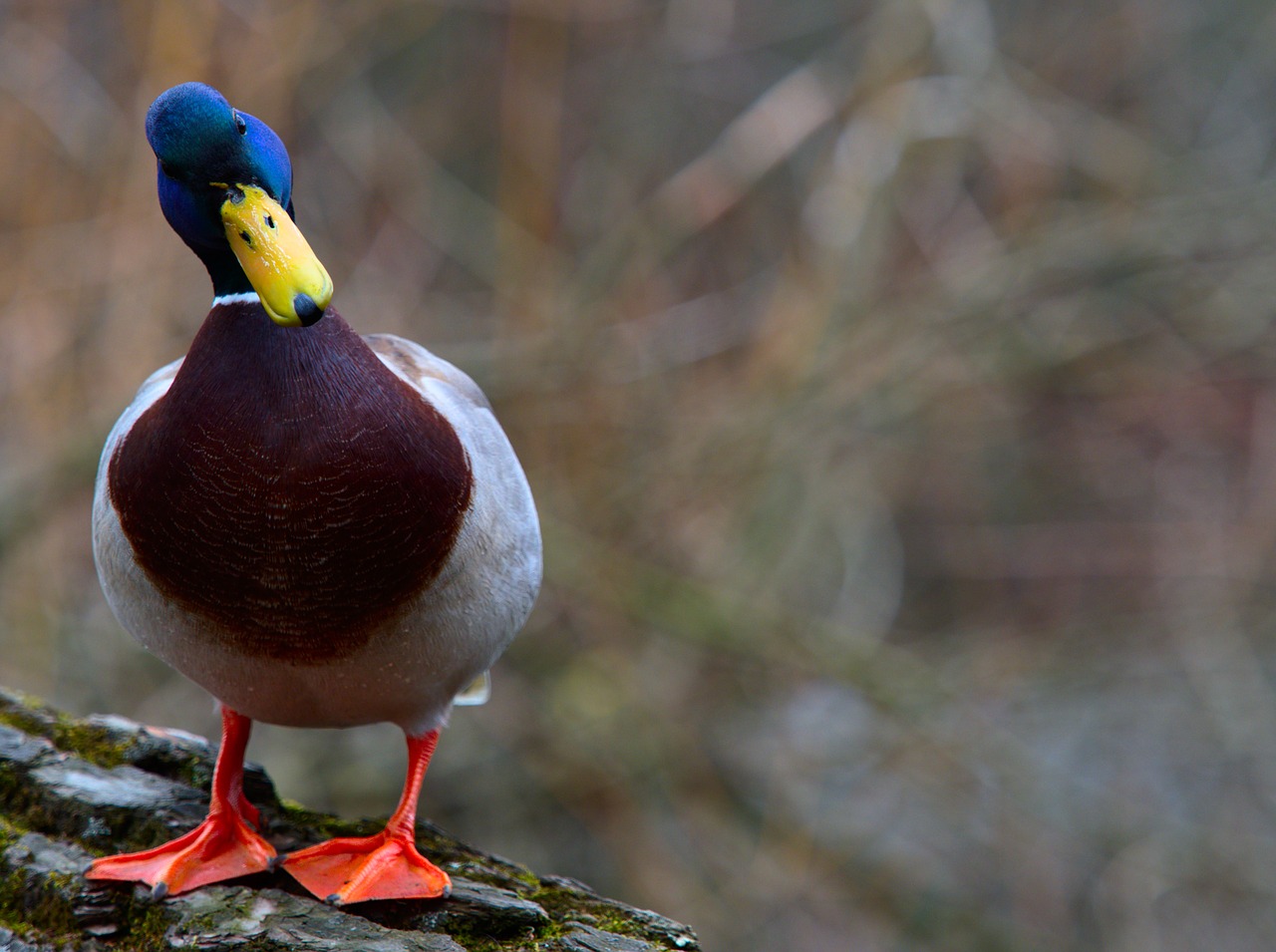 bird water bird goose free photo