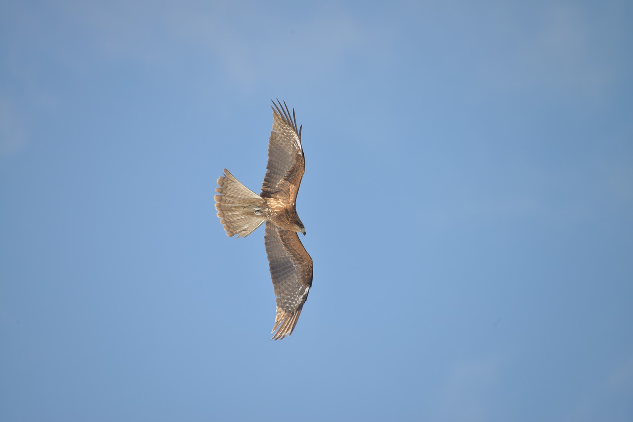 bird sky flight free photo