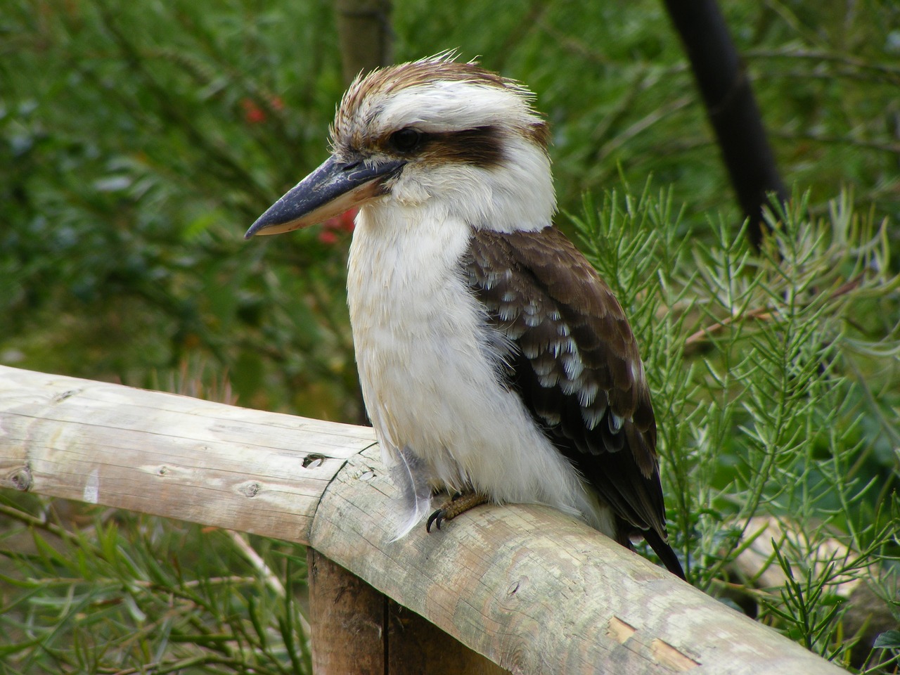 bird wildlife nature free photo