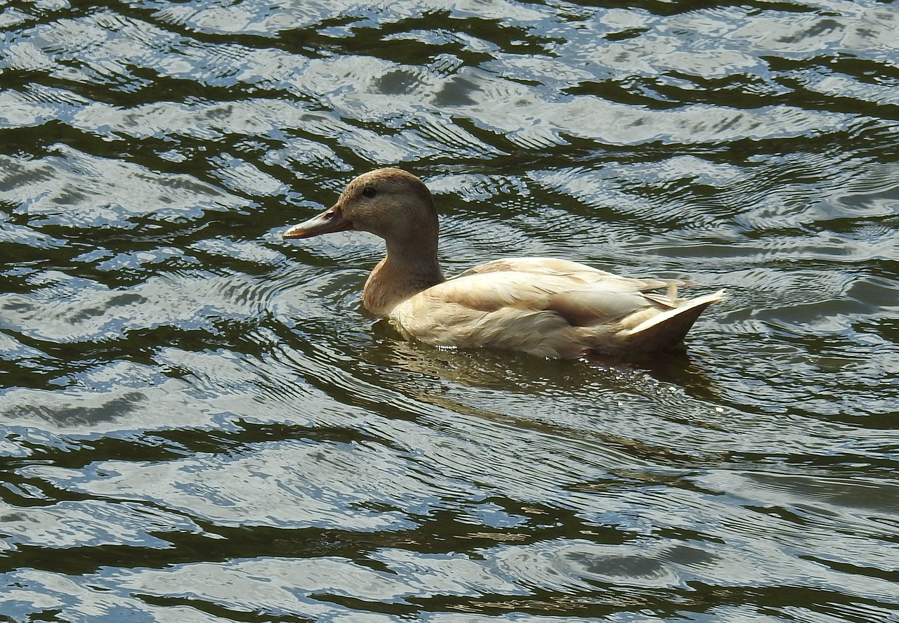 bird waters lake free photo