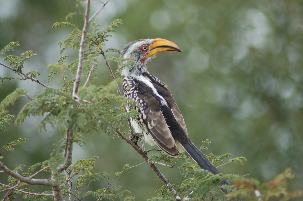 bird wildlife nature free photo