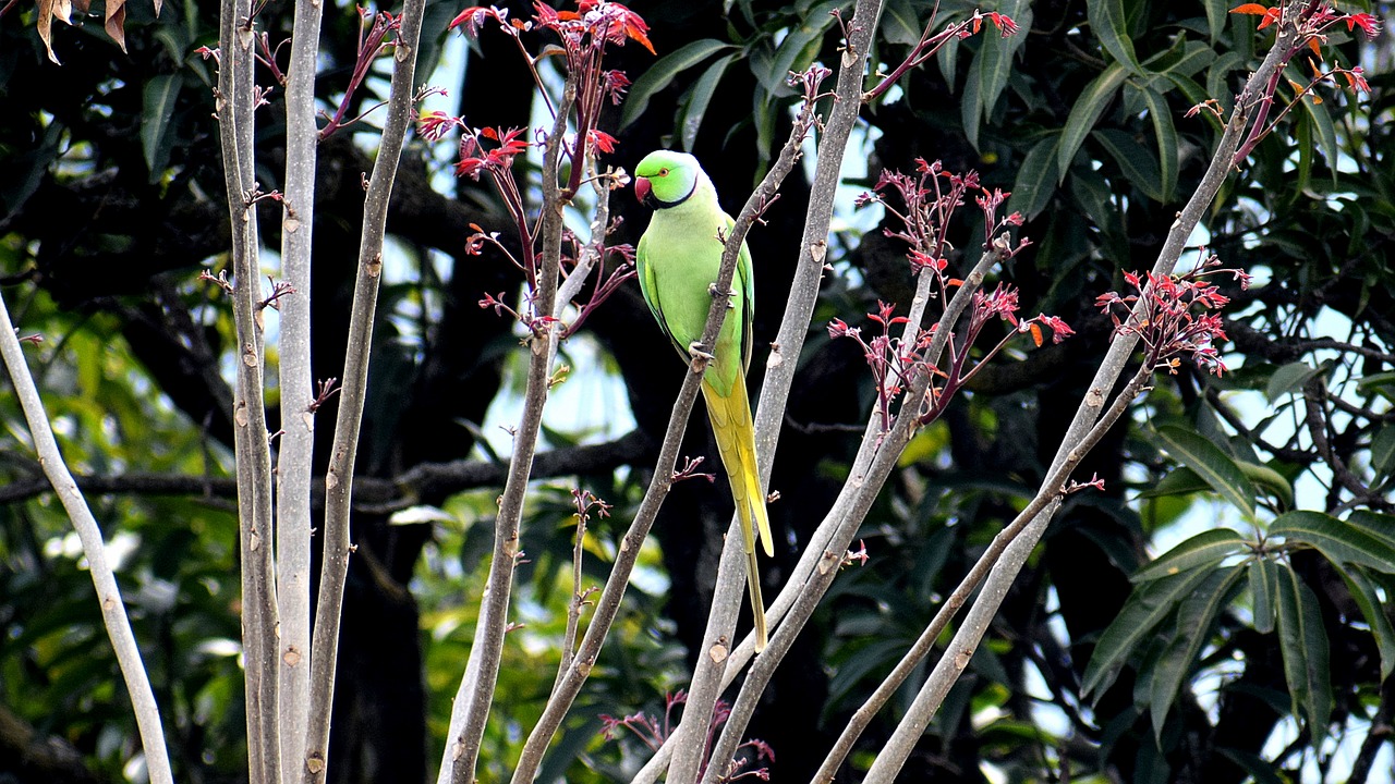 bird nature tree free photo