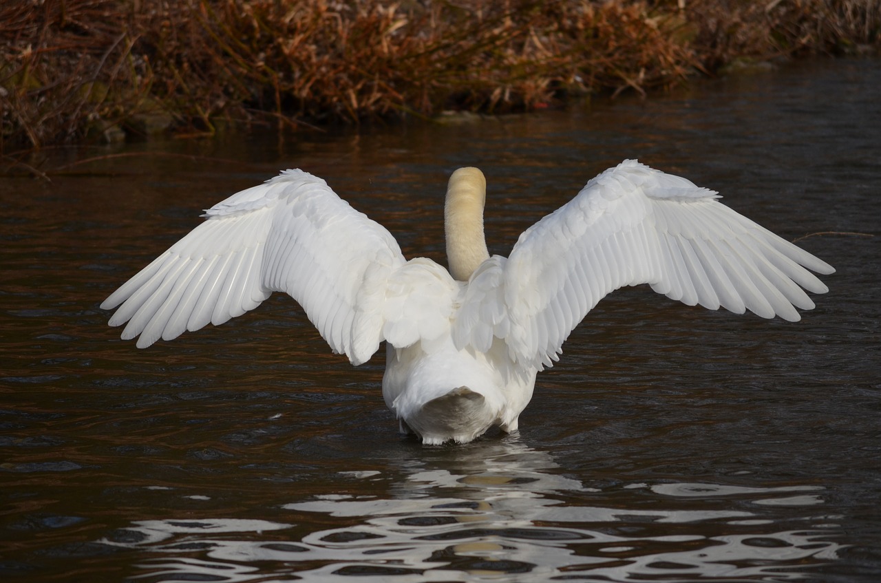 bird waters lake free photo