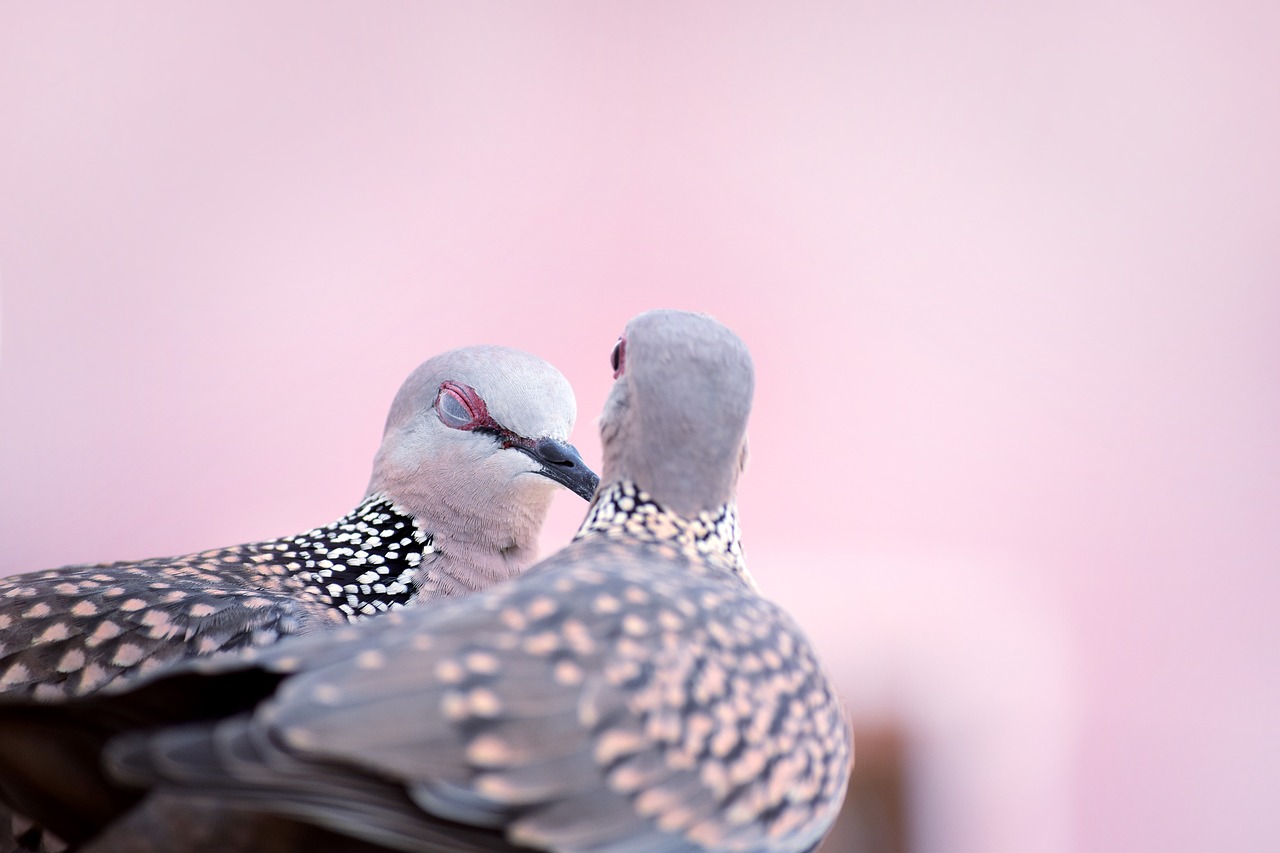 bird nature spotted free photo