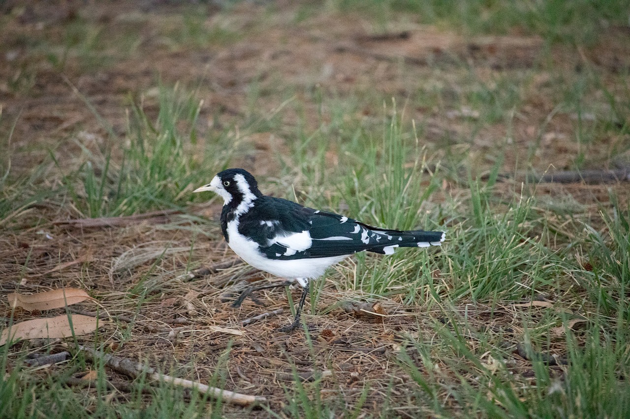 bird nature outdoors free photo