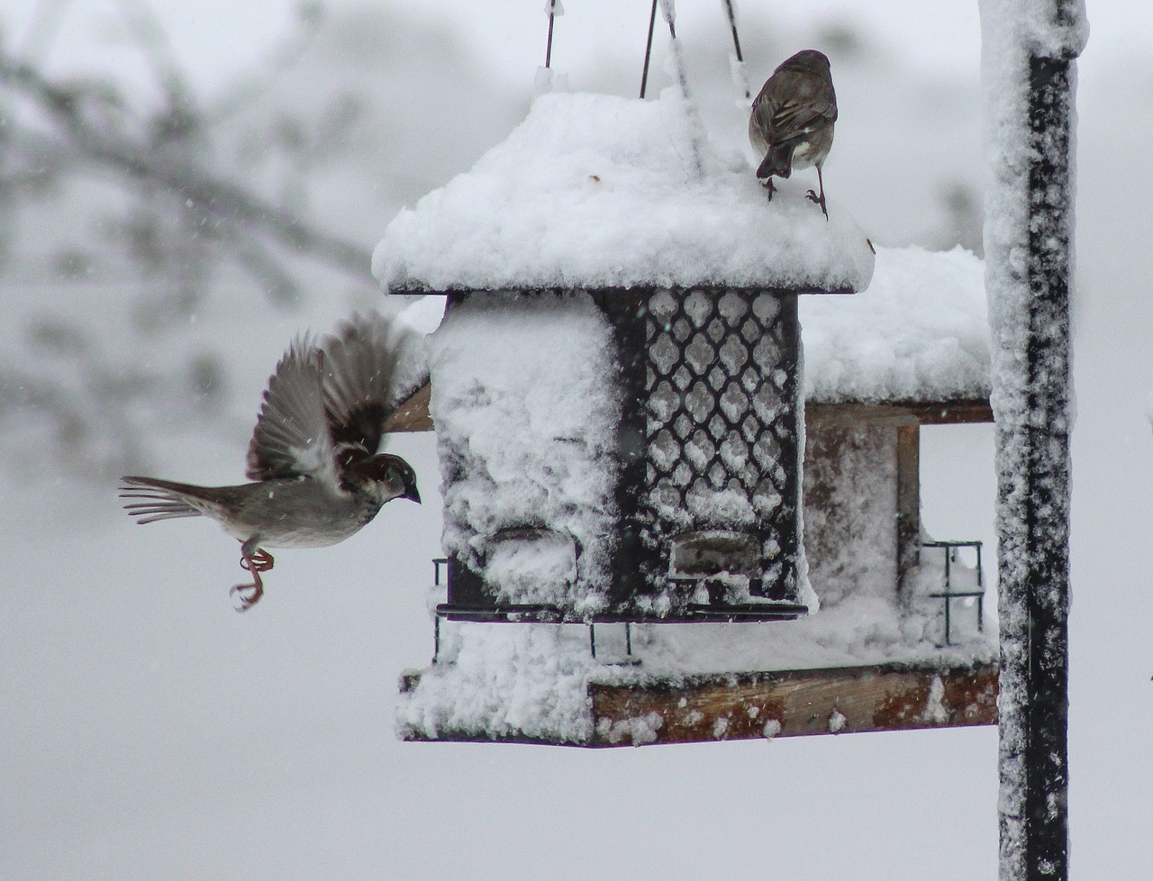 bird winter snow free photo