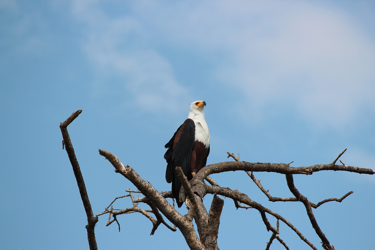 bird nature animal world free photo